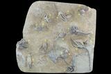 Crinoid Plate ( species) - Indiana #95203-1
